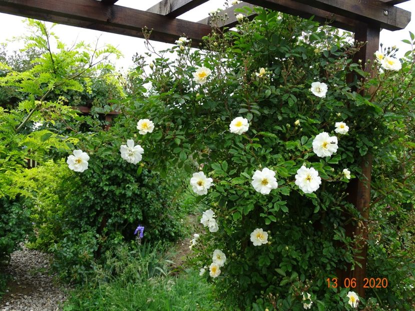 Lykkefund - Trandafiri 1