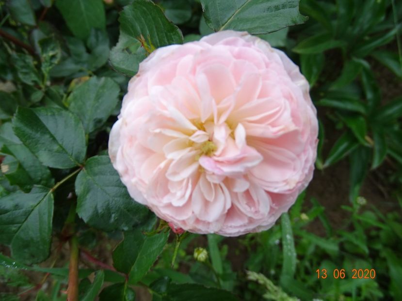 Pink Prosperity - Trandafiri 1