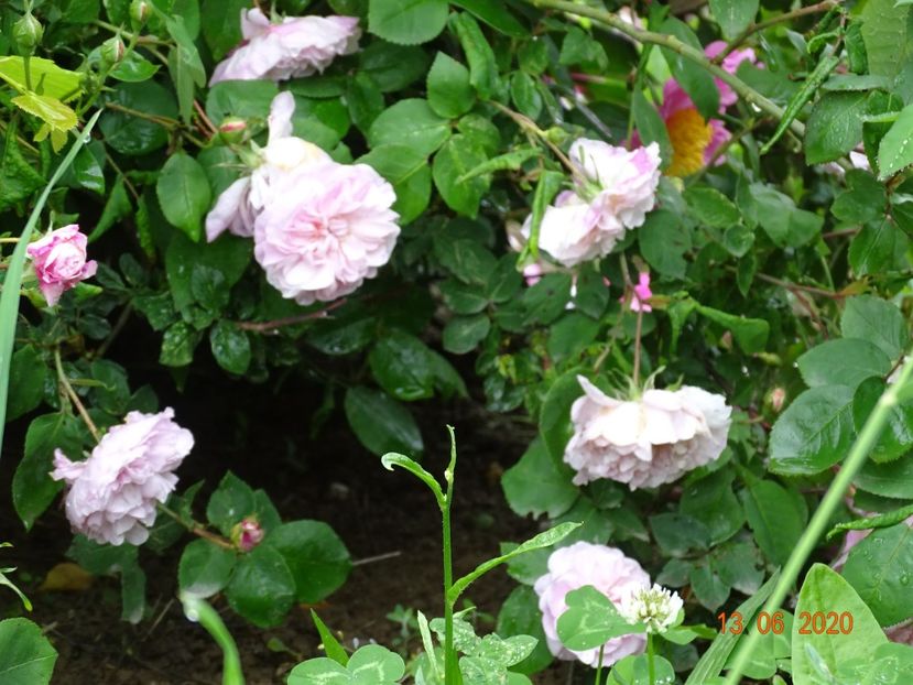 Fantin Latour - Trandafiri 1