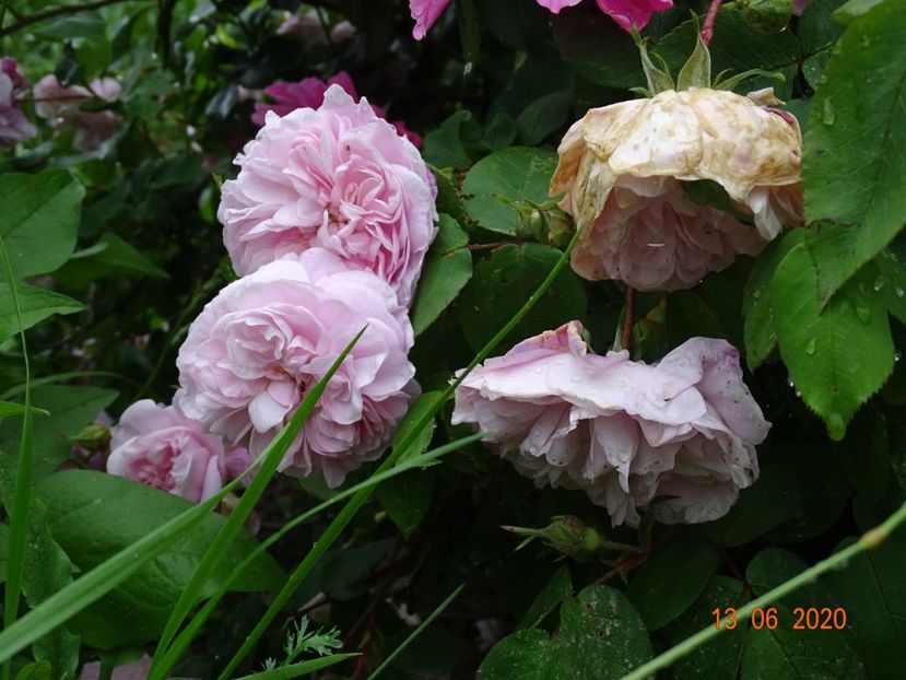 Fantin Latour - Trandafiri 1