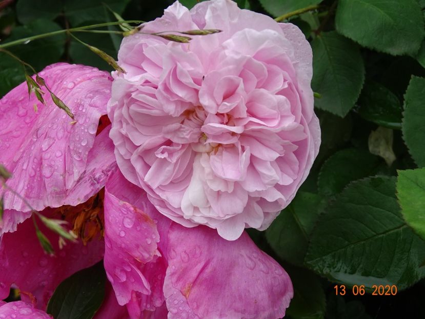Fantin Latour - Trandafiri 1
