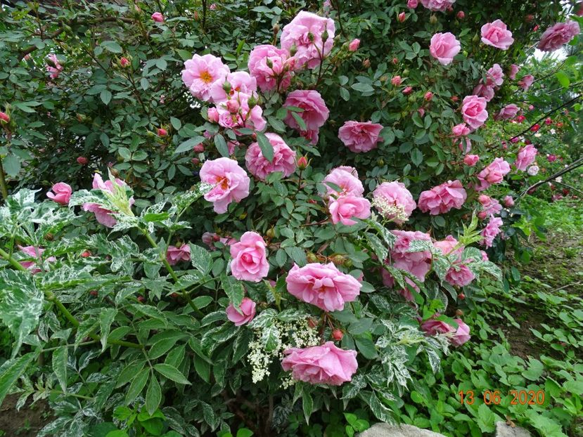 John Davis - Trandafiri 1