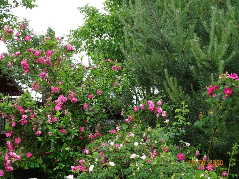 Splendens si William Baffin - Trandafiri 1