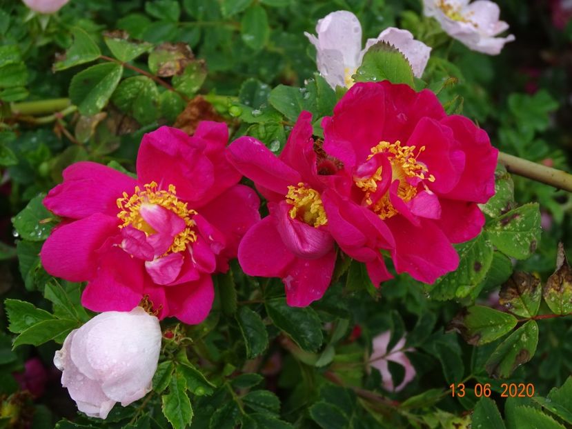 Splendens - Trandafiri 1