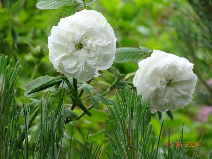 Mme. Hardy - Trandafiri 1