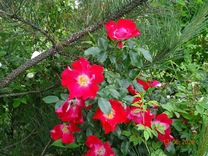 Dortmund - Trandafiri 1