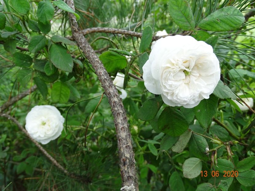 Mme. Hardy - Trandafiri 1