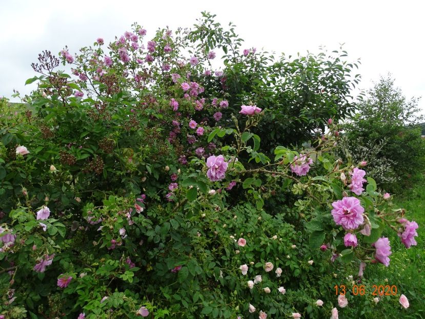 Kazanlik - Trandafiri 1