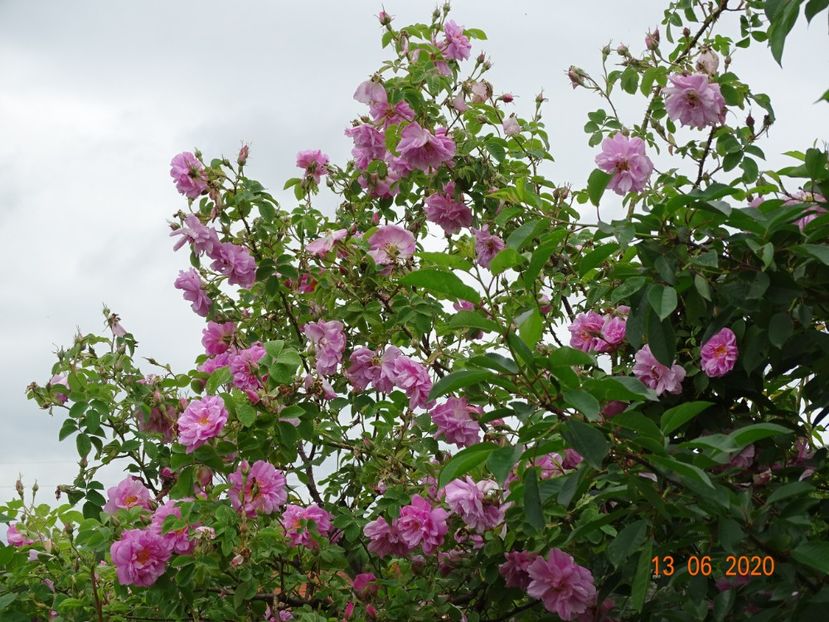 Kazanlik - Trandafiri 1