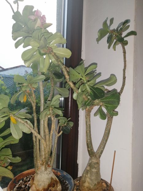  - Adenium Hoya si alte plante suculente