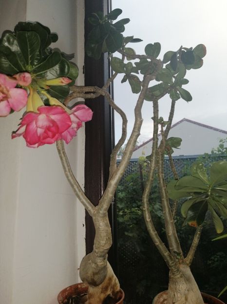  - Adenium Hoya si alte plante suculente