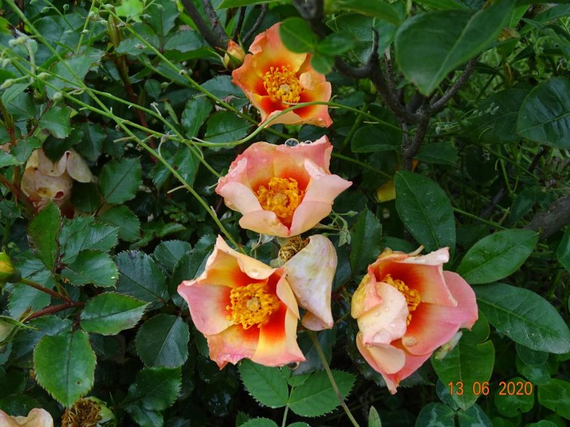 Julie Eyes - Trandafiri 1