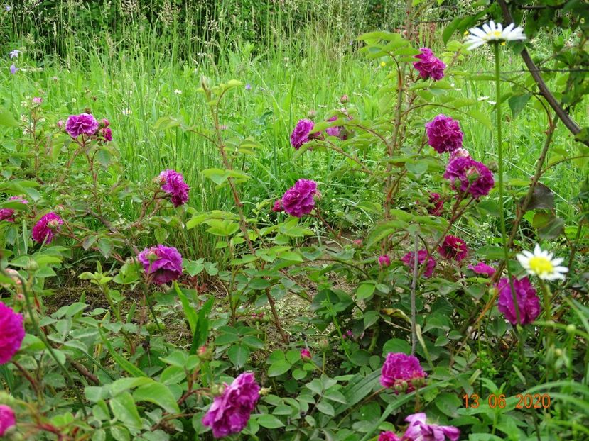 Himmelsauge - Trandafiri 1