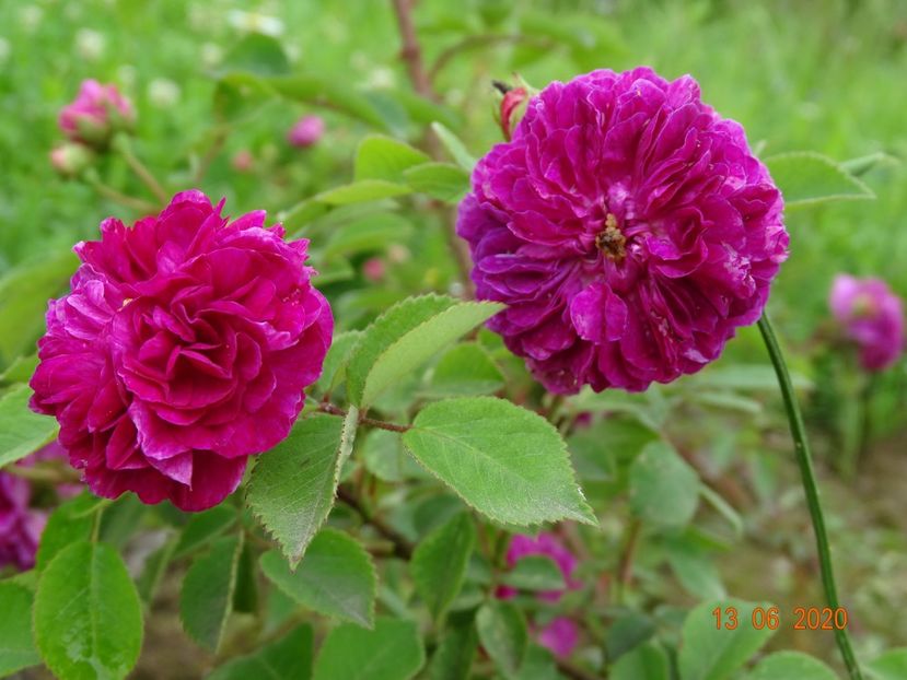 Himmelsauge - Trandafiri 1