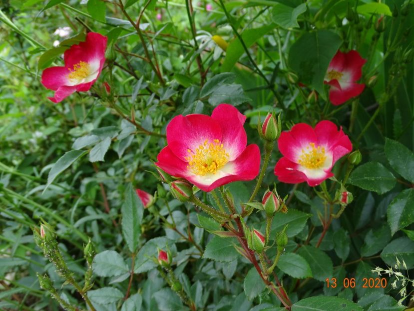 Bukavu - Trandafiri 1