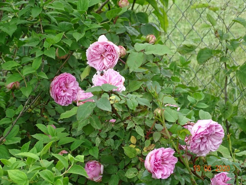 Mme. Ernest Calvat - Trandafiri 1