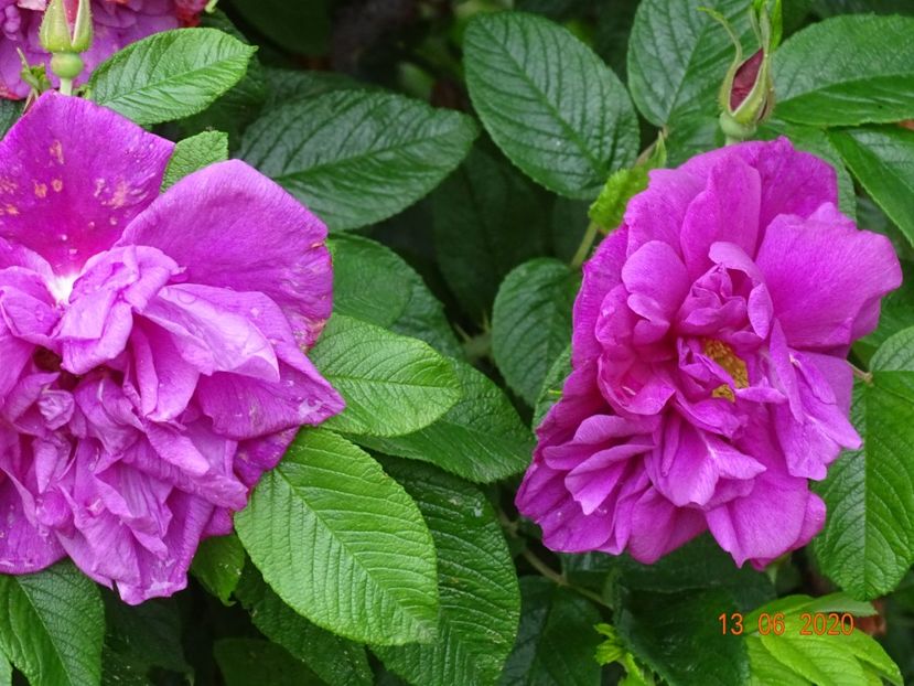 Hansa - Trandafiri 1