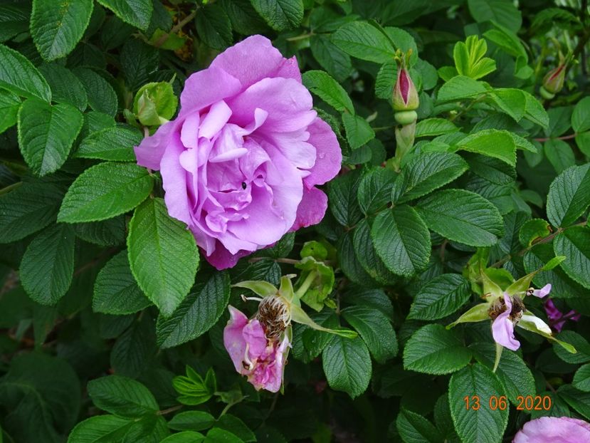 Dwarf Pavement - Trandafiri 1