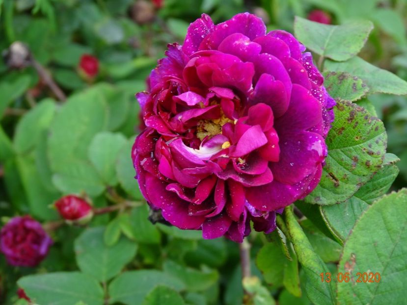 Tuscany - Trandafiri 1