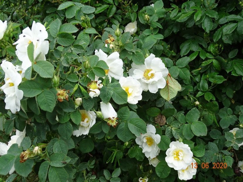 Alba Semiplena - Trandafiri 1