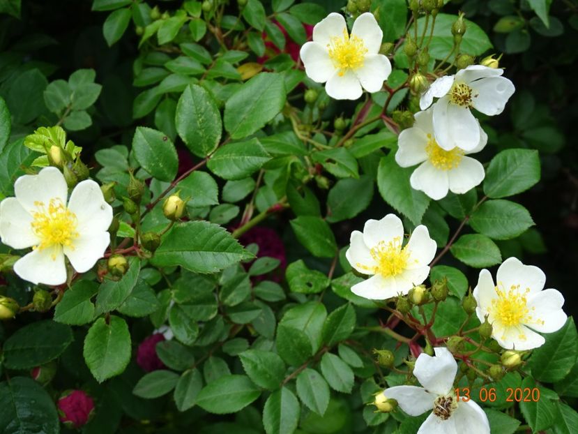 seedling - Trandafiri 1