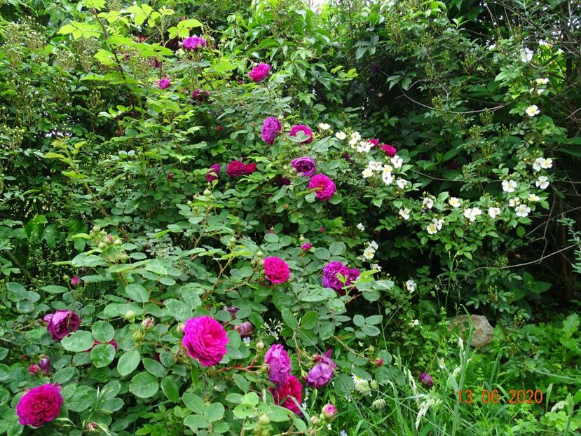 Gipsy Boy, seedling - Trandafiri 1