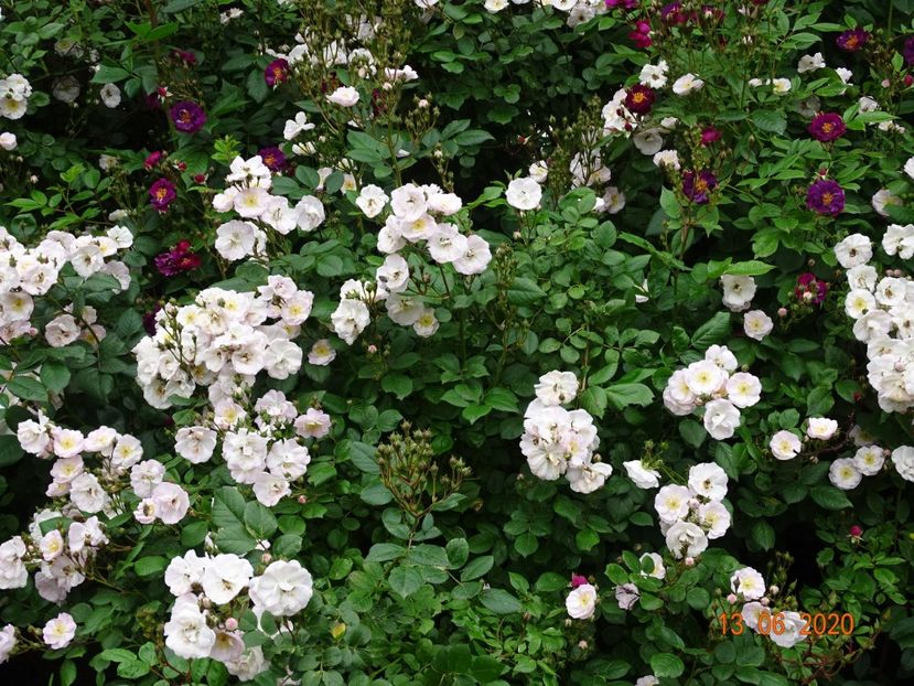 Perennial Blush, Violette - Trandafiri 1