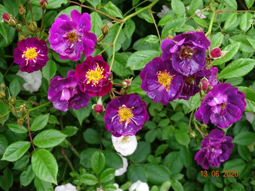 Violette - Trandafiri 1