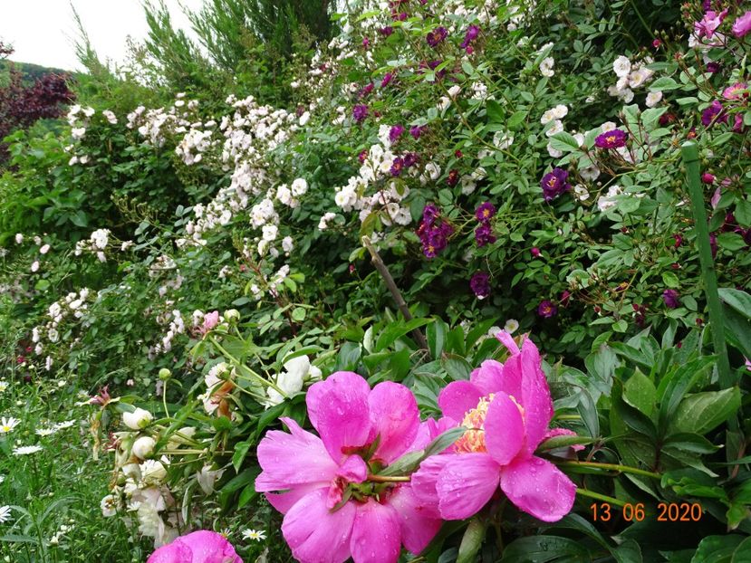 Perennial Blush, Violette - Trandafiri 1