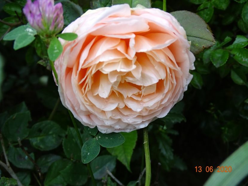 Ambridge Rose - Trandafiri 1