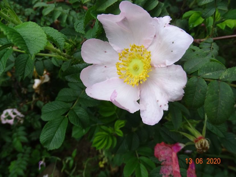 rosa roxburghii - Trandafiri 1