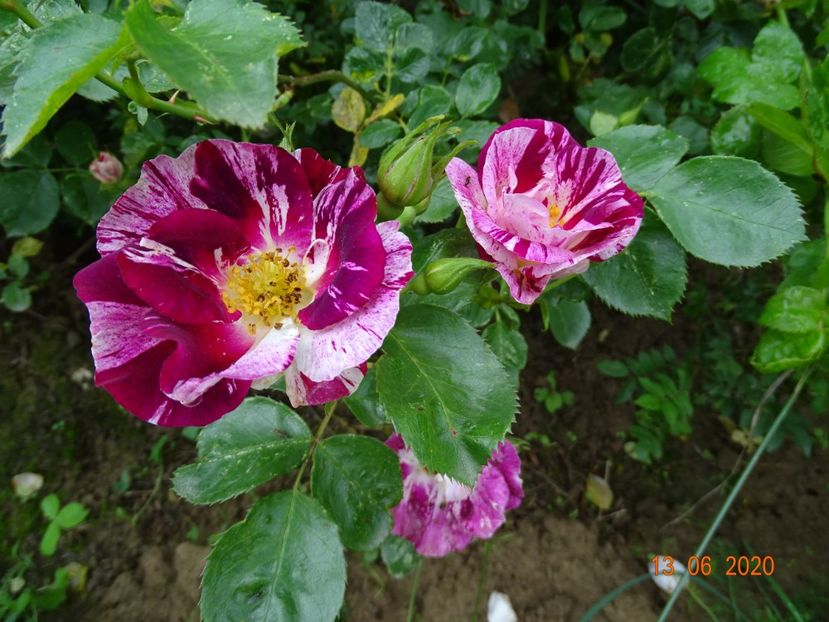 Purple Splash - Trandafiri 1