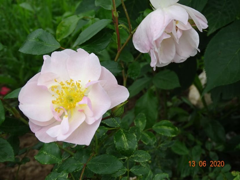 Sourire d'Orchidee - Trandafiri 1