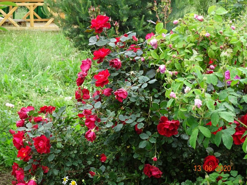 Zeelandia - Trandafiri 1