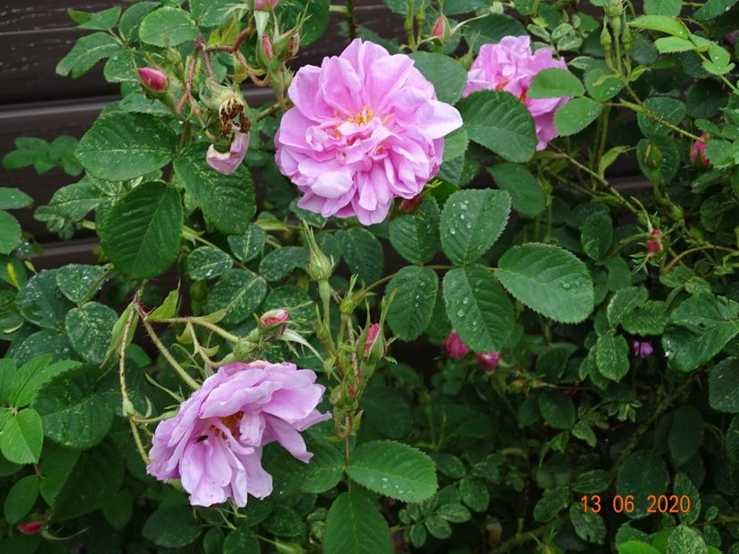 York and Lancaster - Trandafiri 1