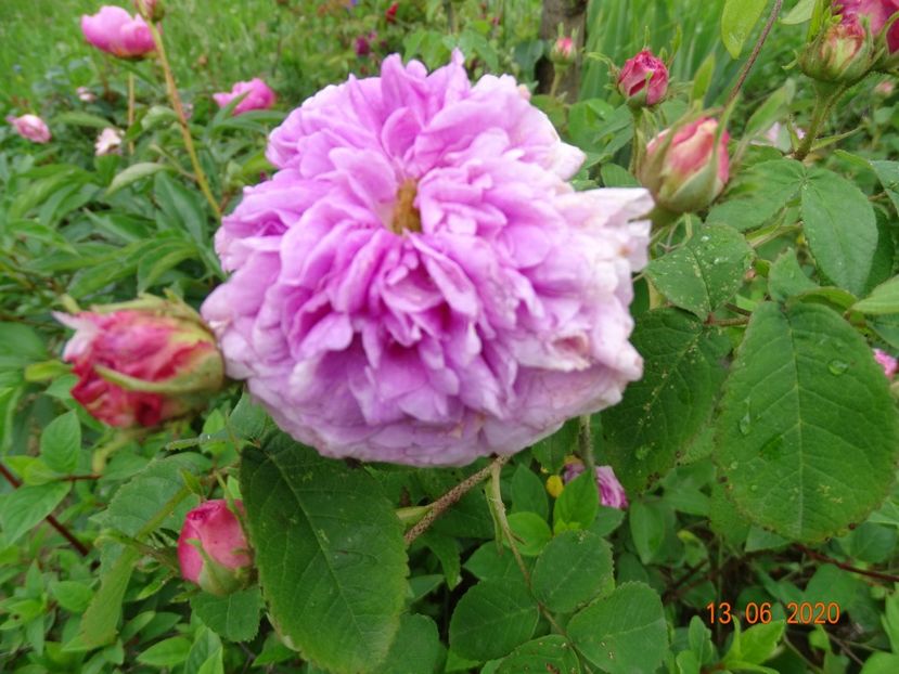 President de Seze - Trandafiri 1