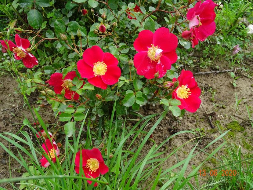 Candia Meillandecor - Trandafiri 1