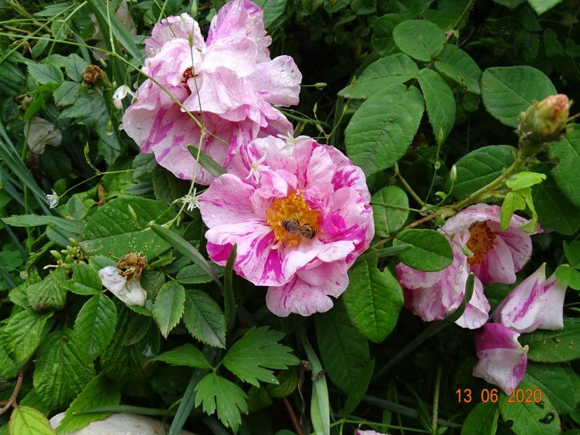 Gallica Versicolor - Trandafiri 1