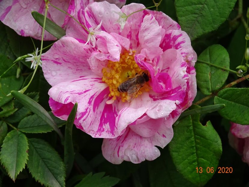 Gallica Versicolor - Trandafiri 1