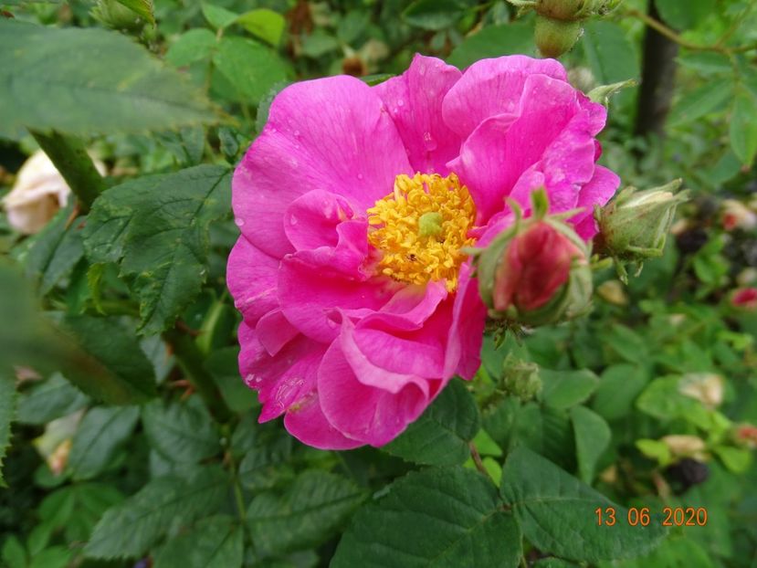 Gallica Officinalis - Trandafiri 1