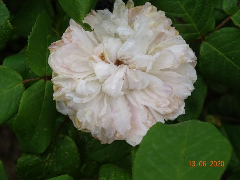 White Jacques Cartier - Trandafiri 1