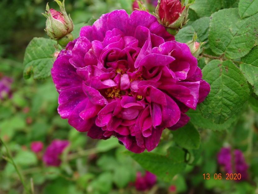 Sissinghurst Castle - Trandafiri 1