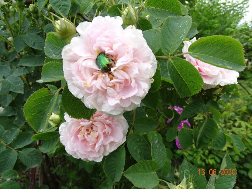 Cuisse de Nymphe - Trandafiri 1