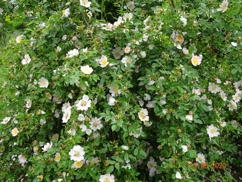 rosa canina - Trandafiri 1