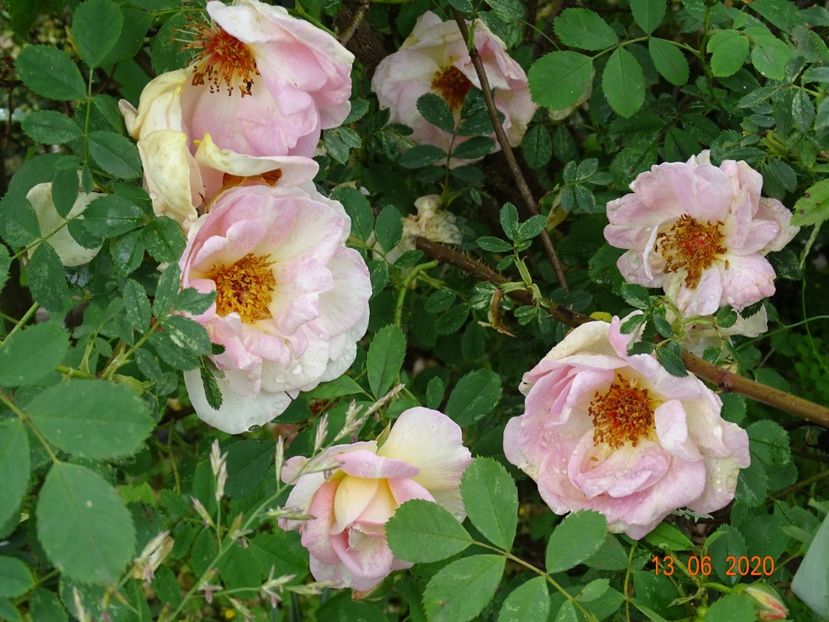 Fruhlingsduft - Trandafiri 1