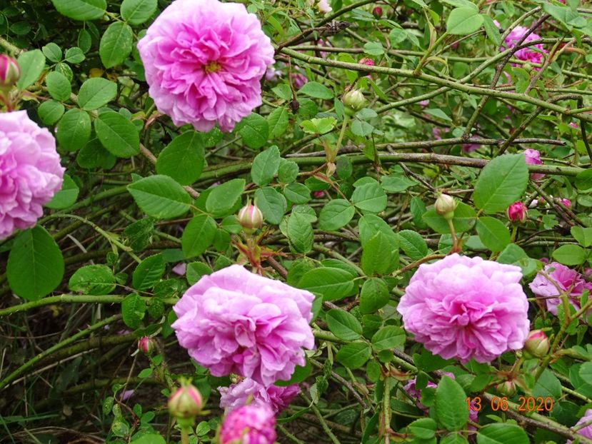 Pompon de Bourgogne - Trandafiri 1