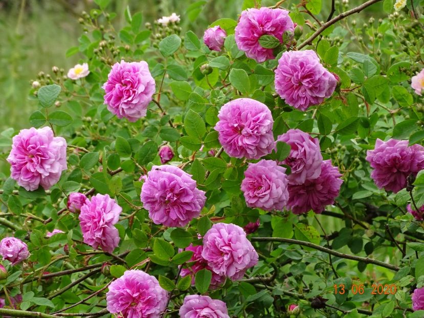 Pompon de Bourgogne - Trandafiri 1