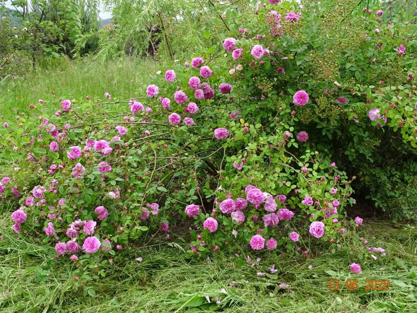 Pompon de Bourgogne - Trandafiri 1