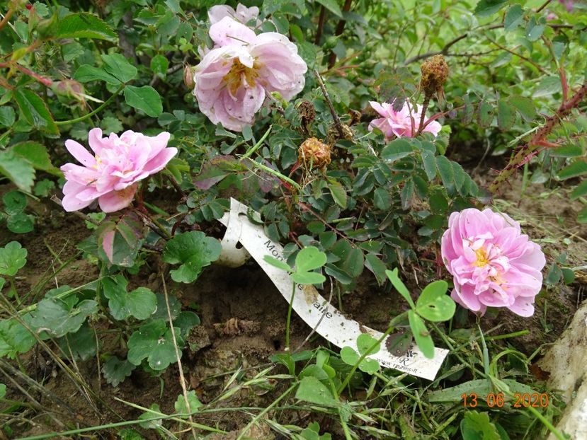 Mon amie Claire - Trandafiri 1