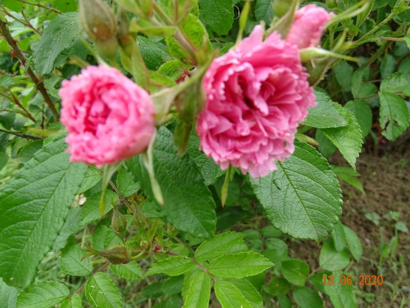 Pink Grootendorst - Trandafiri 1